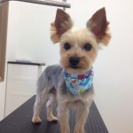 ヨーキー　ラッキー君２６７